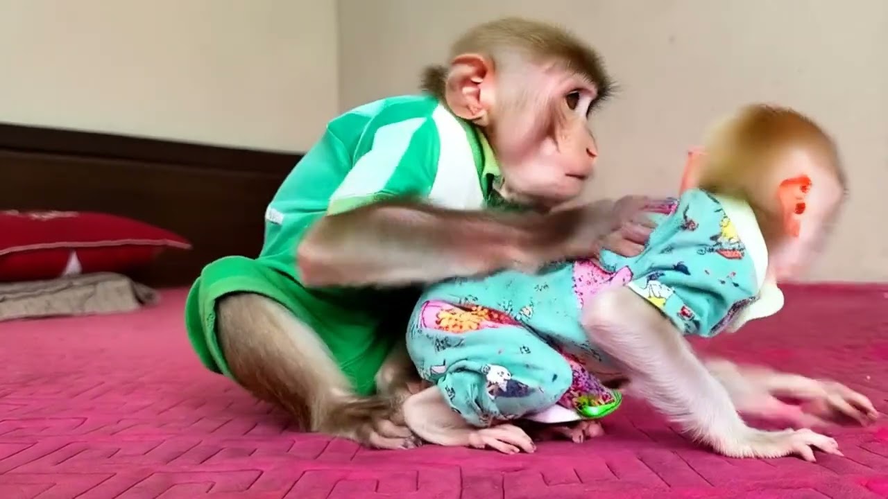 #cutemonkey #monkey #monkeys #monkeysofinstagram #monkeylove #babymonkey #funnymonkey❤️❤️❤️❤️❤️