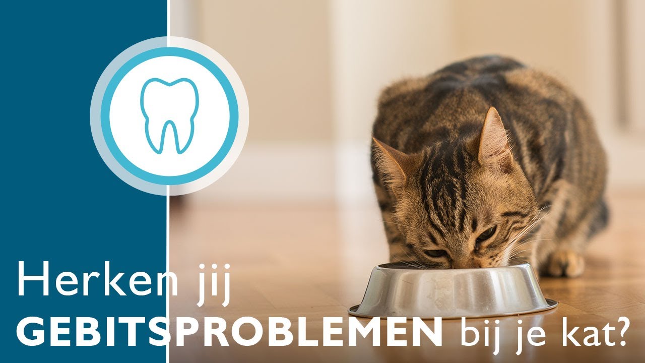 Gezond gebit - herken jij gebitsproblemen bij je kat?