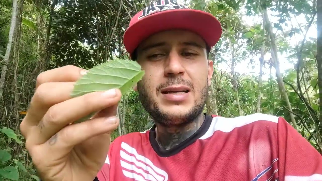 🌿🌿COMO ARMARLO EN HOJA DE MORA🌿🌿🌿