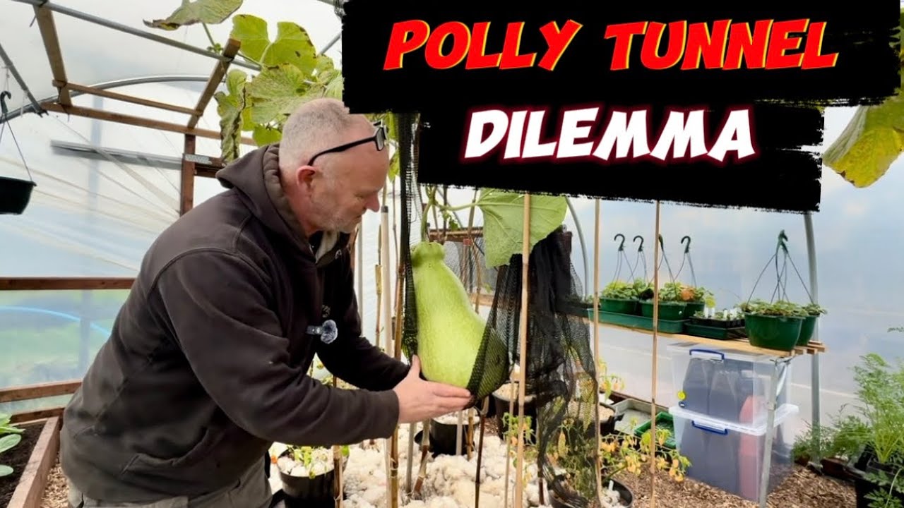 Что делать дальше? Люфа, тыквы, клубника.