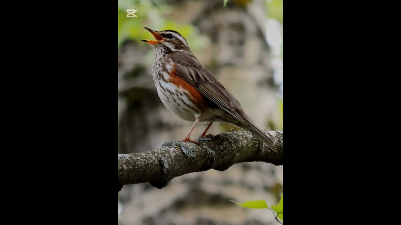 Reclamo Del Zorzal Alirrojo (Turdus iliacus)