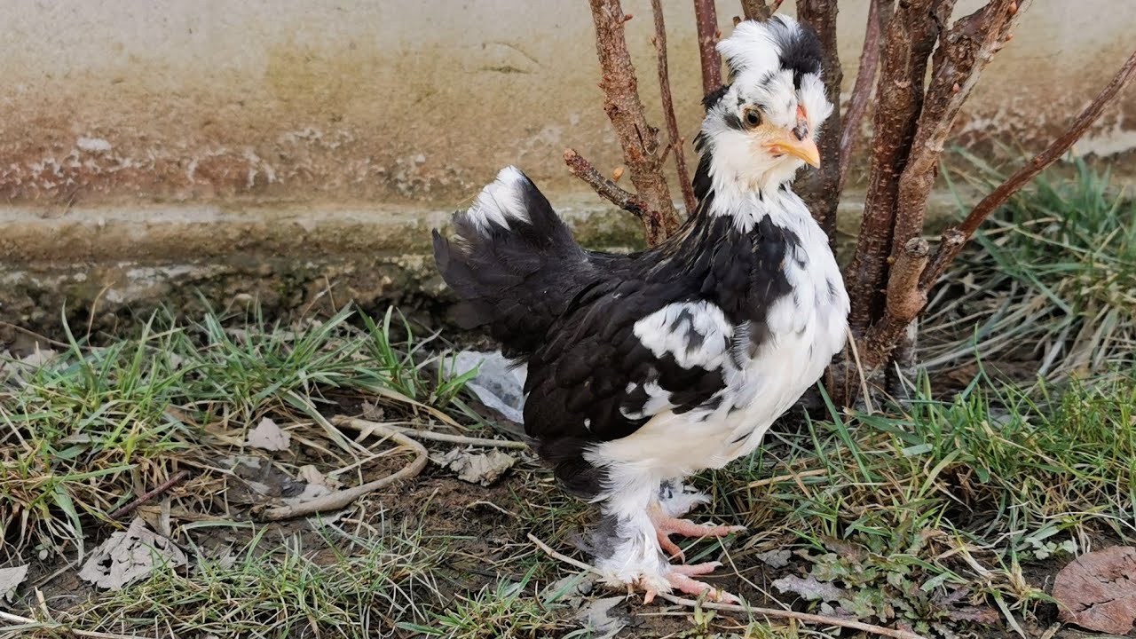 Aventuri cu puisorii S3 - Am scos puii afara - (5 săptămâni)