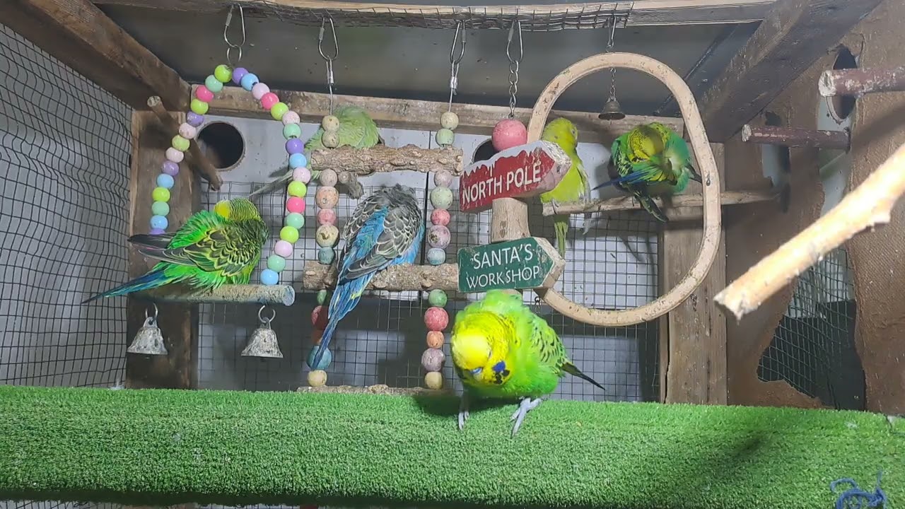 Parrot baby moments