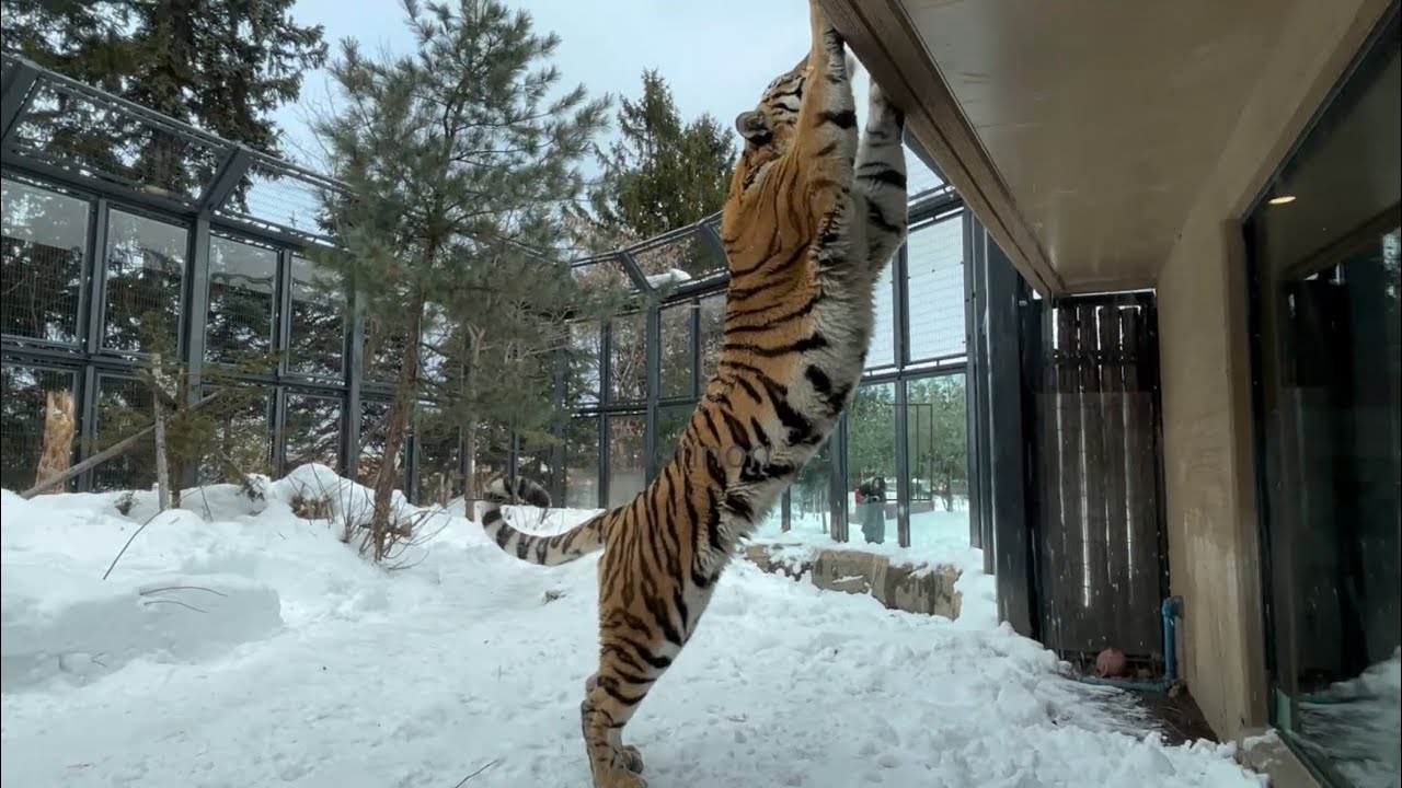 円山動物園アムールトラトートユキヒョウフブキ