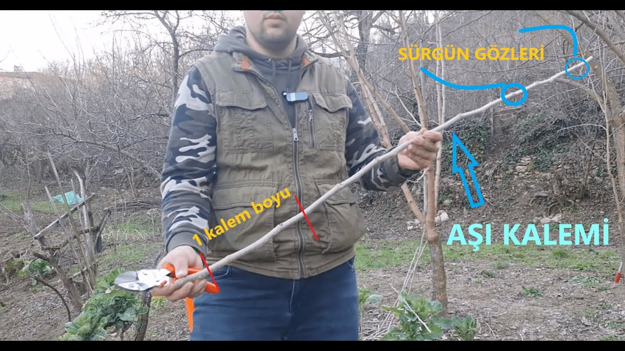 Aşı kalemi nasıl alınır ? / Dut ağacı nasıl budanır ? /  Keyifli seyirler ... #budama #aşı #bahçe