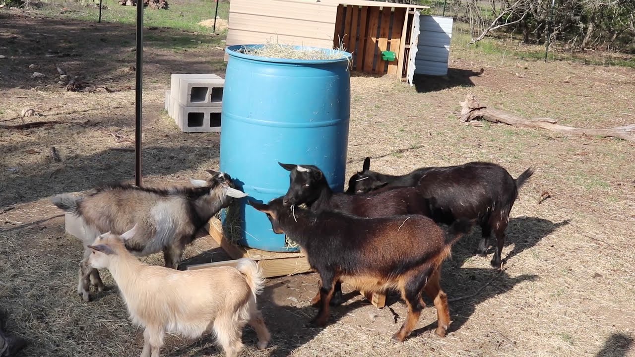 DIY Goat HAY Feeder 2.0 | Garbage Cleanup!!