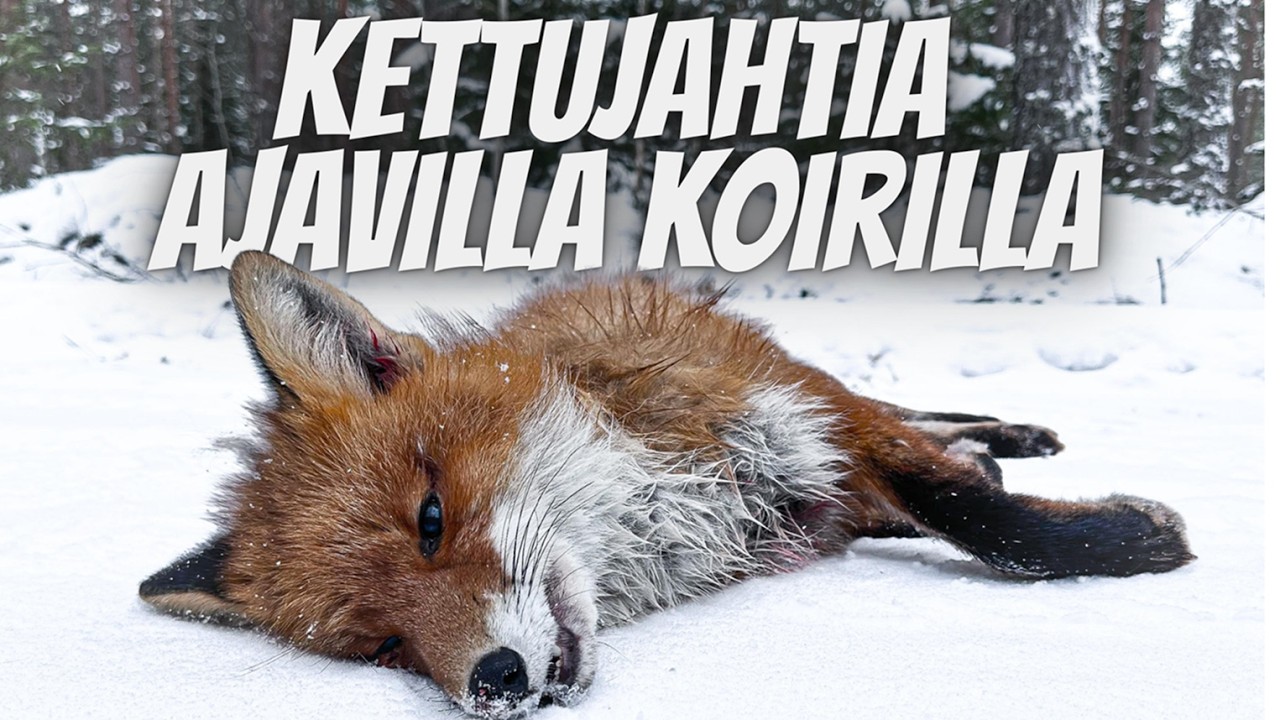 Kettujahtia Kauhavan lakeuksilla | 2026