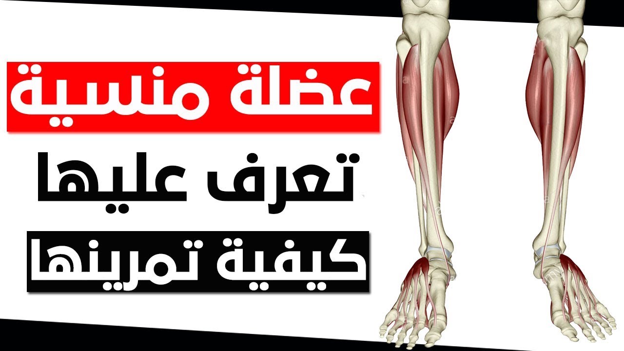 العضلة التي يجهلها معظم لاعبي كمال الاجسام .... تعرف عليها وطريقة تمرينها