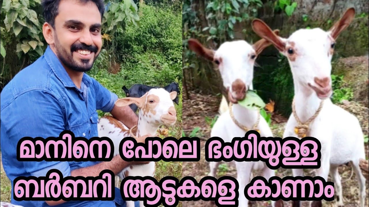 ആട് വളർത്തൽ,ബർബറി ആടുകൾ  ഈ ആടുകളെ തീർച്ചയായും നിങ്ങൾക്ക് ഇഷ്ടമാകും. barbari goat farm