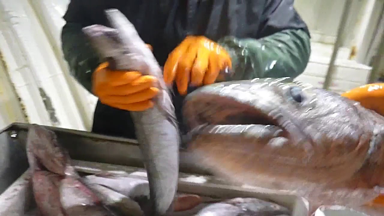 ADGAR 19 NOVIEMBRE,, DEDICADA A TODOS LOS MARINEROS