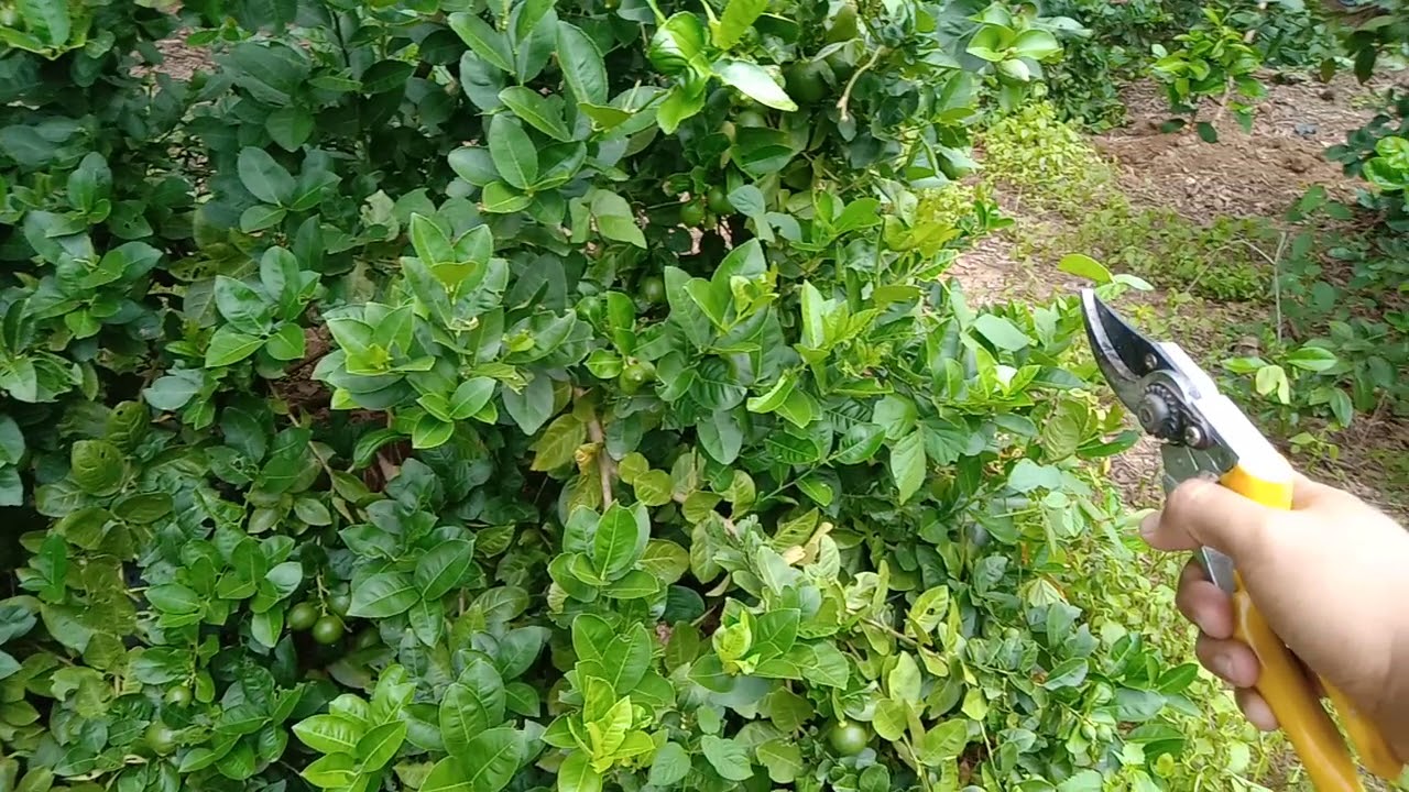 Jawaban 3 | Jarak Tanam Lemon Lokal dan Lemon California untuk Kebun