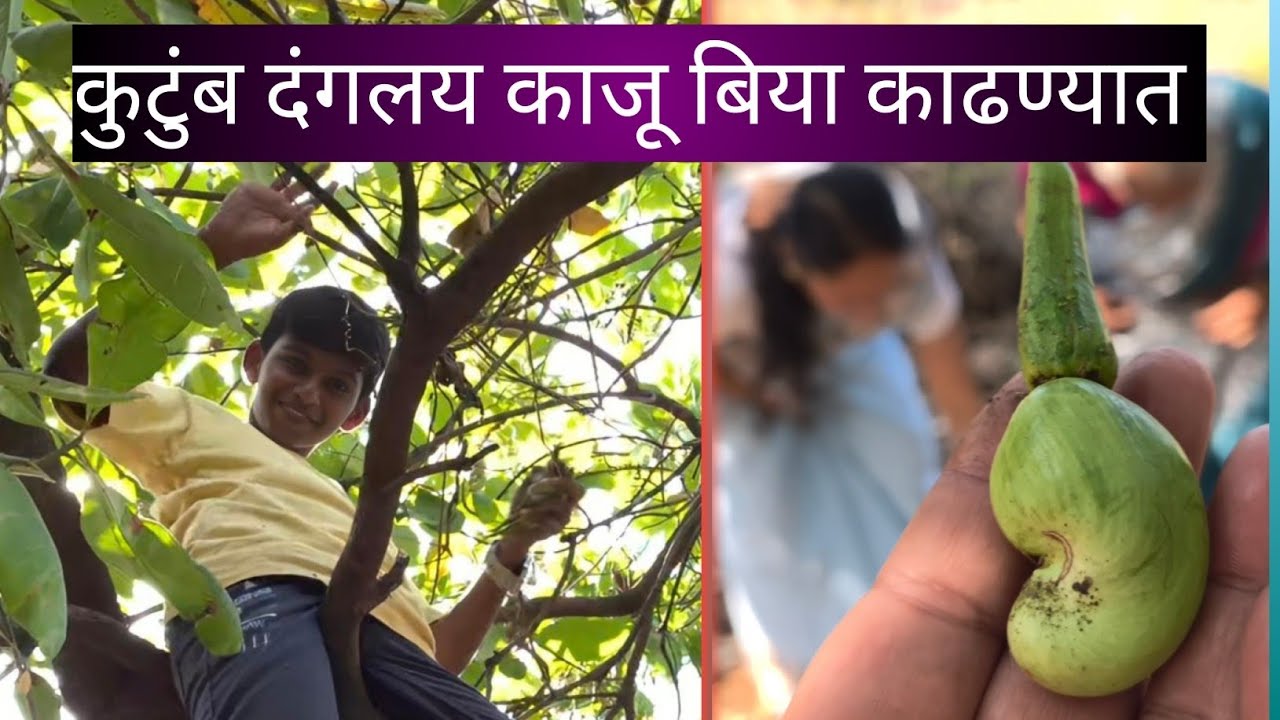 झाडावरून ओले काजू काढण्याची मजा || cashew nuts from konkan