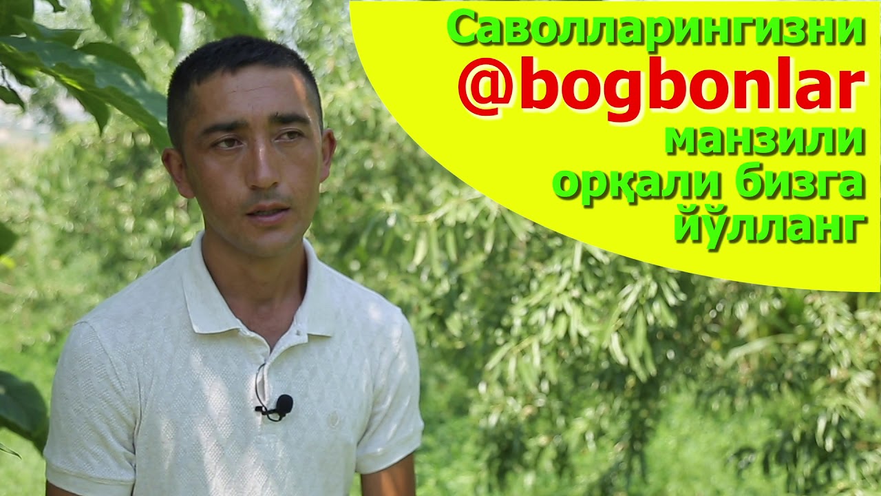 Бодом етиштириш ҳақида