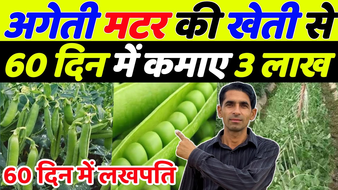 अगेती मटर की वैज्ञानिक खेती 2025  | Matar ki kheti kaise kare | Matar ki kheti | Pea farming | Kheti