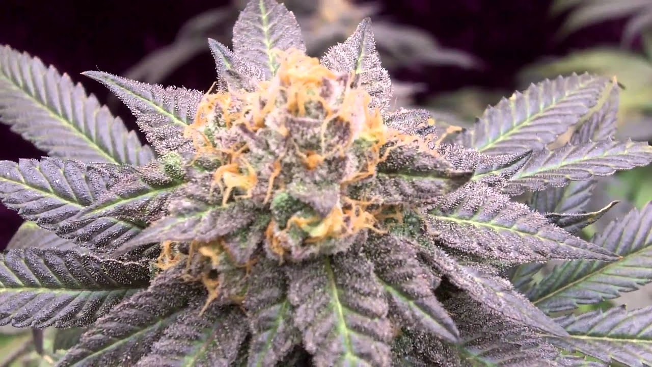 Urkle.MOV