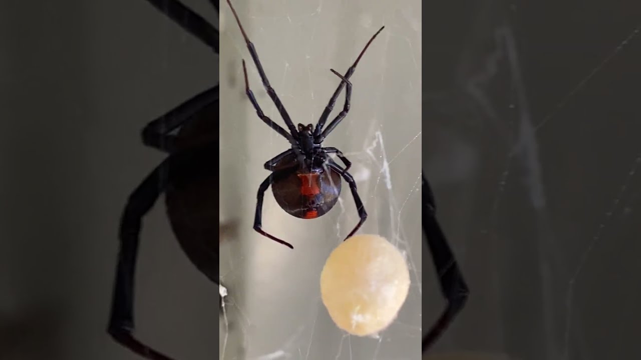 Redback spider farming? Most redbacks and eggs in one place EVER 
