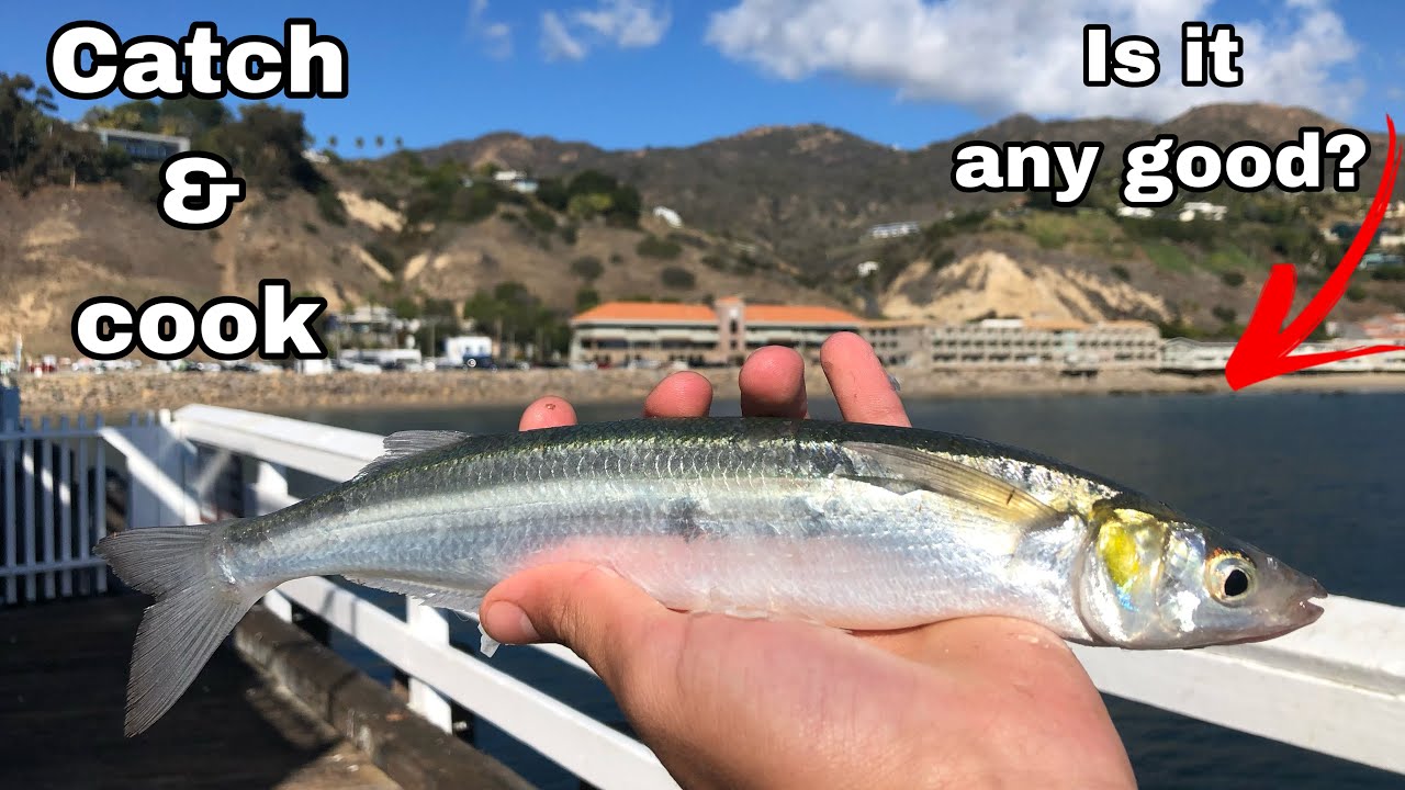 Jack smelt catch & cook | Malibu pier fishing