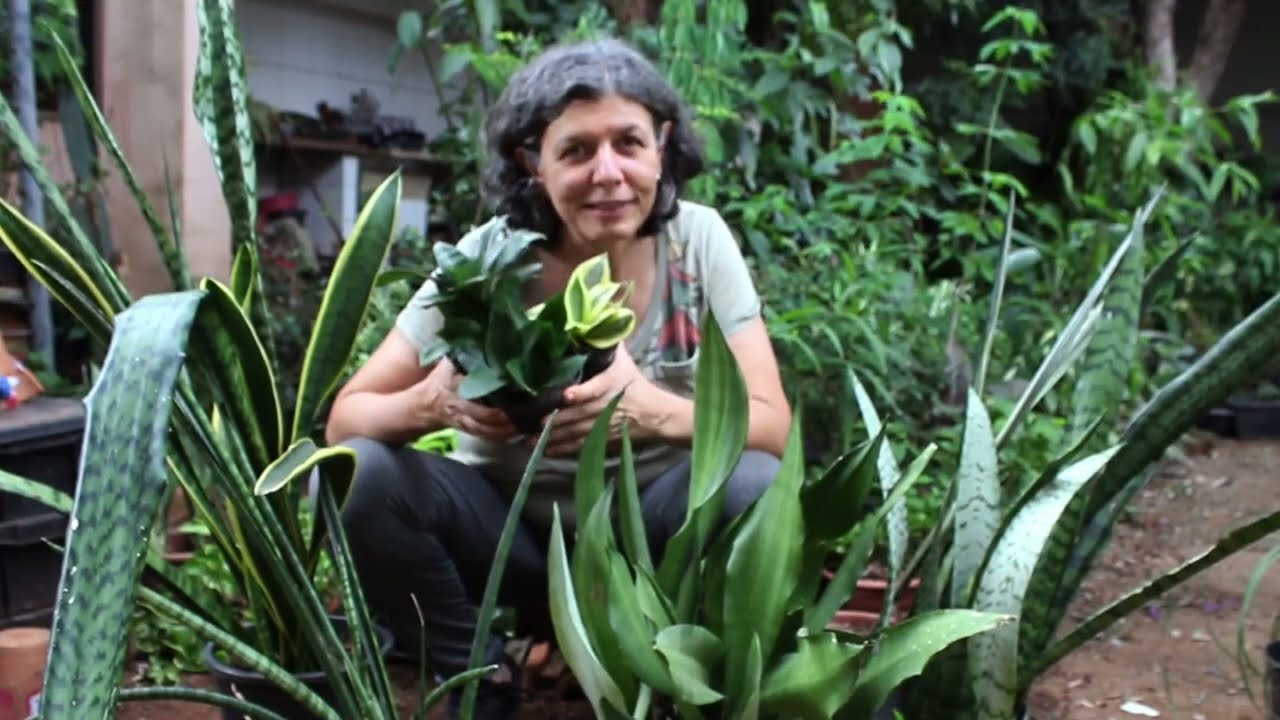 Você conhece as Sanseverias?