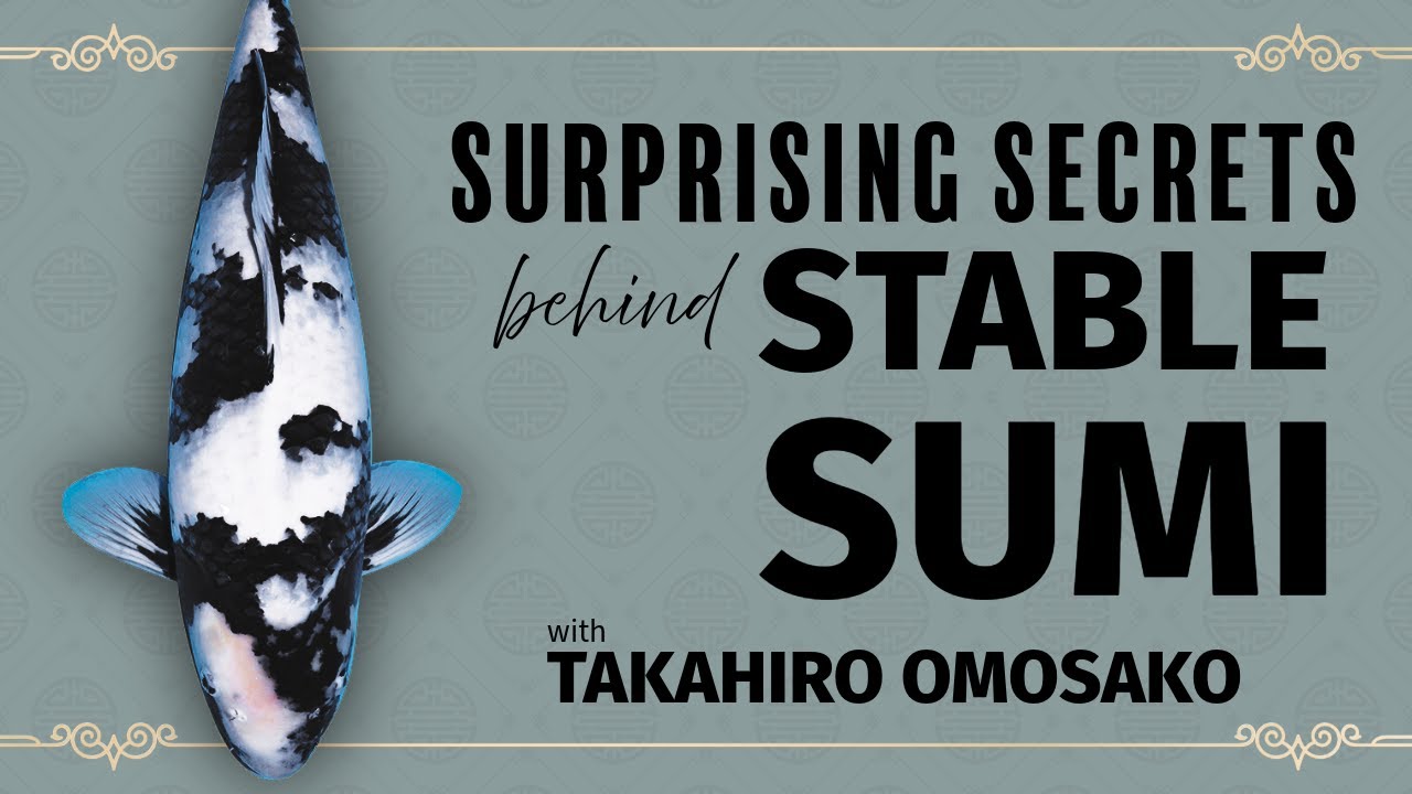 Surprising secrets behind STABLE SUMI with Takahiro Omosako