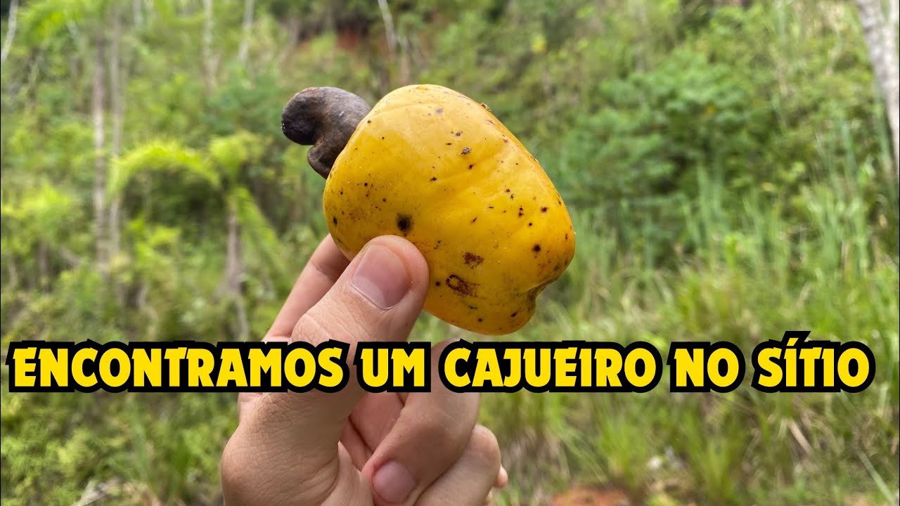 ENCONTRAMOS UM CAJUEIRO PERDIDO NO SÍTIO 