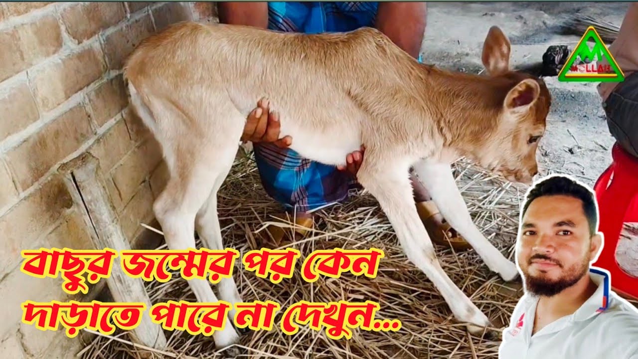 বাছুর জম্মের পর দাড়াতে পারে না কেন|Why can't calves stand up after birth?|mollahkrishitv|