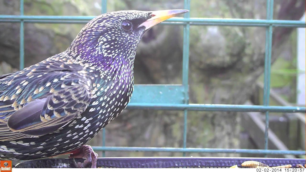 Starlings Feeding