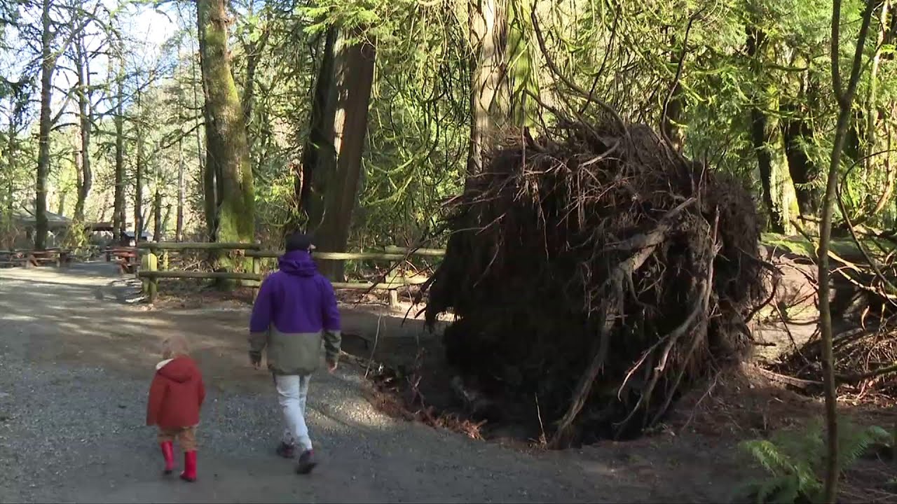 Concerns for trees, salmon, after large cedar tree falls across Goldstream River