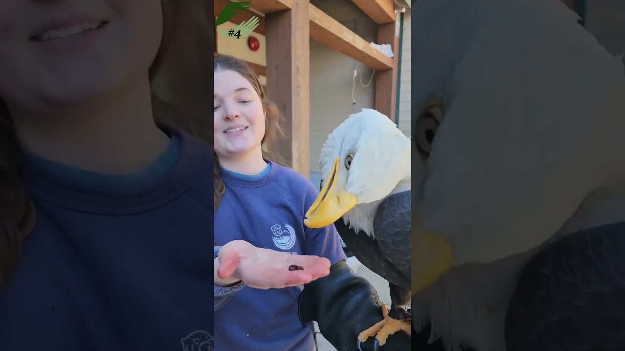 Alaska Raptor Center's Top 10 post of 2023