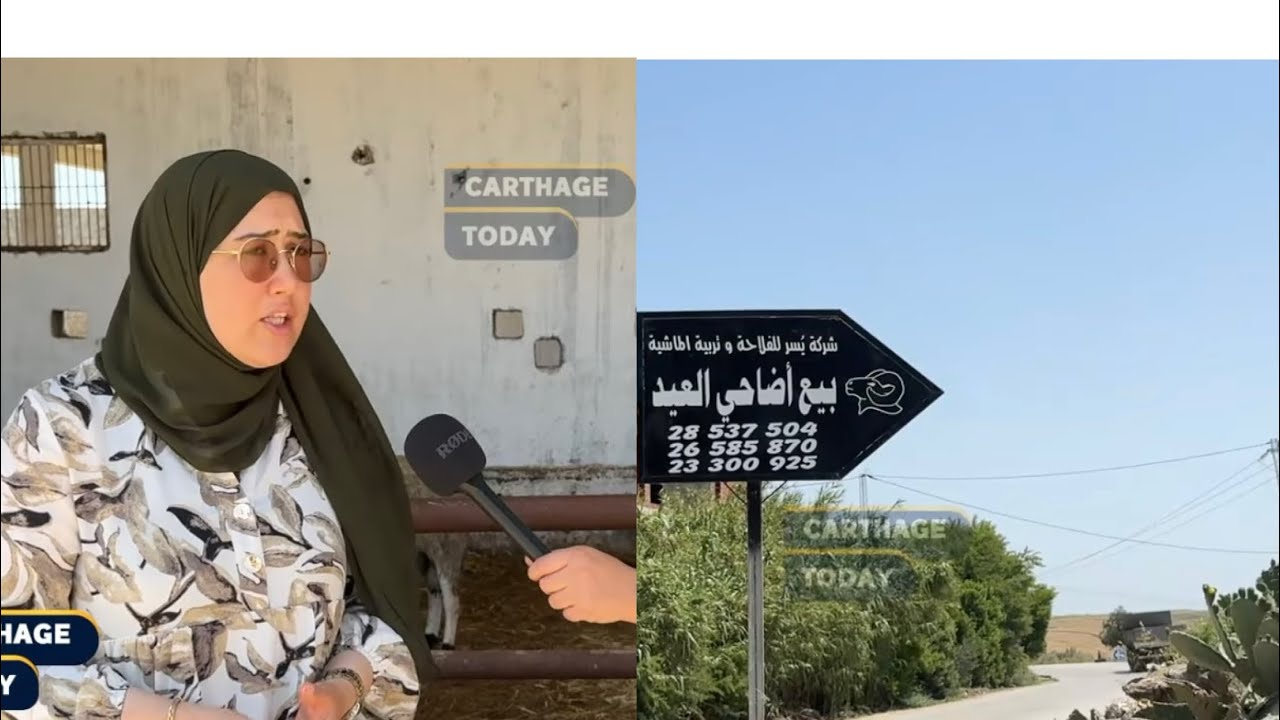 العالية: 🐑🐏شركة يسر للفلاحة و تربية الماشية  «الأسعار بالميزان و الأنواع و الأسعار الكل متوفرة »