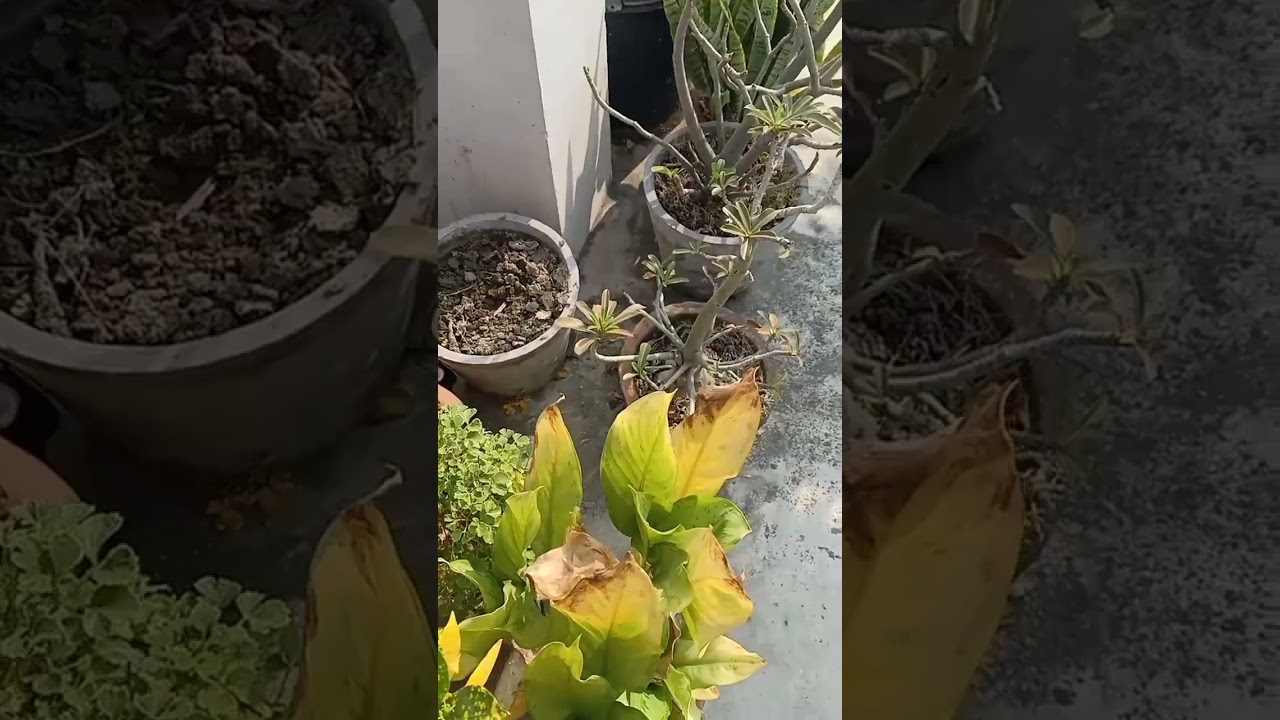Babu Kothari Babu maa 😱😱😱😲😲 