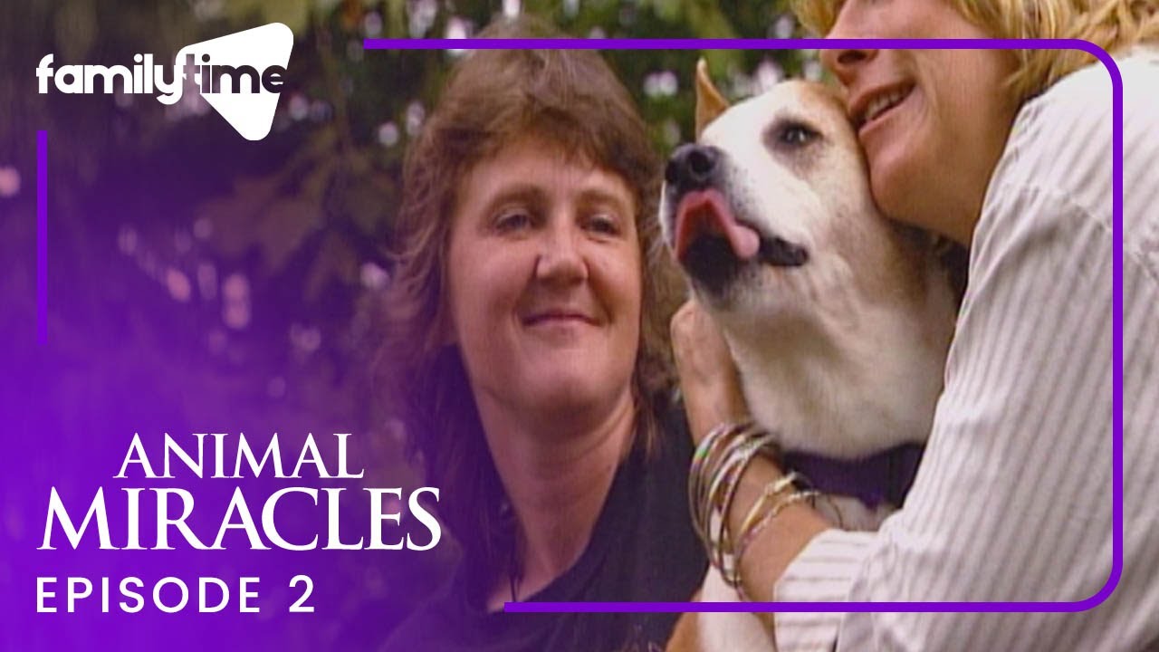 Animal Miracles | Episode 2 | Four Legged Friends