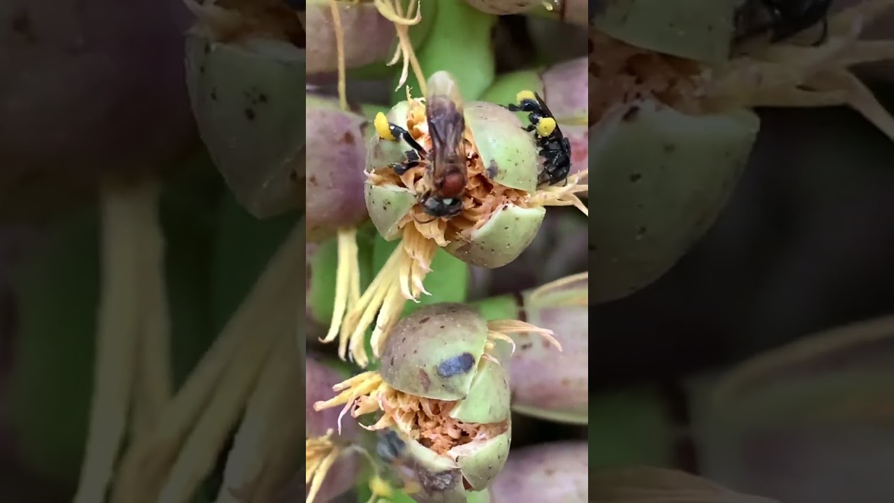 Vegetasi lebah GenioTrigona Toracica