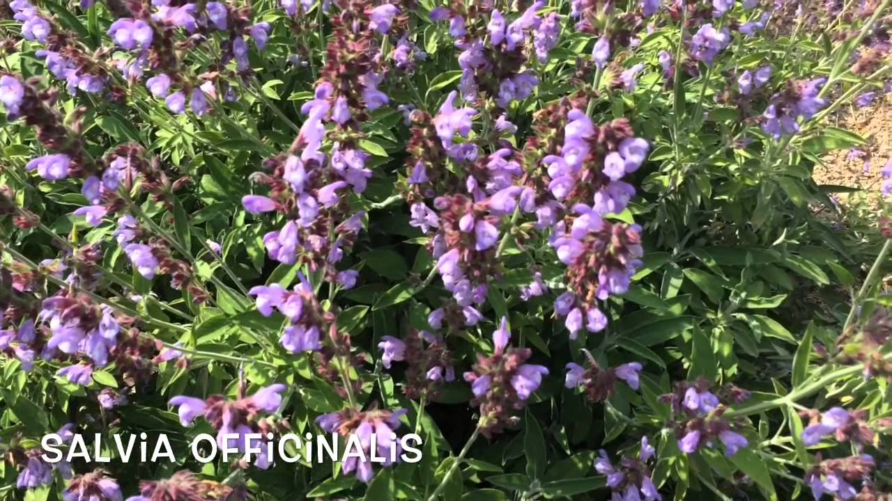 Salvia officinalis. Garden Center online Costa Brava - Girona.