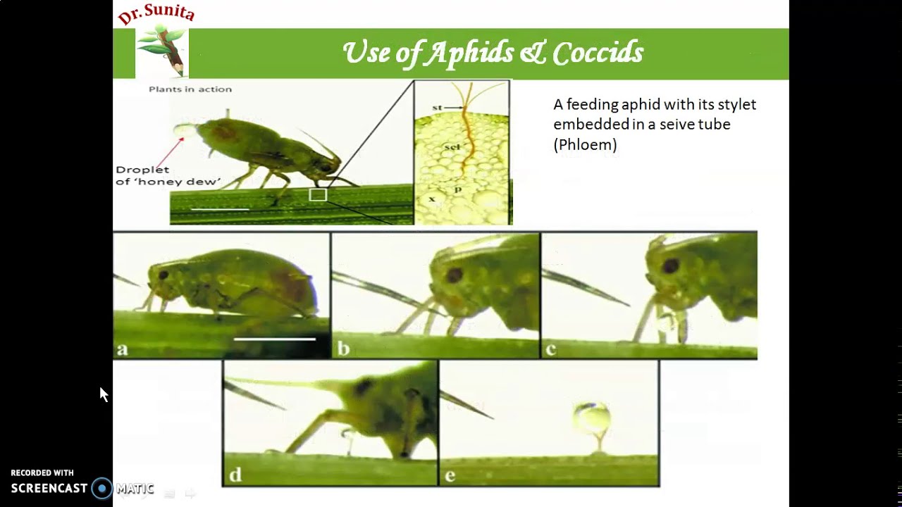 Translocation of organic solutes Part 1