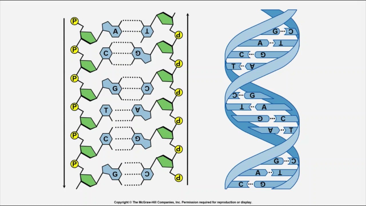 BIO 205 - Chapter 11 - Mechanisms of Microbial Genetics