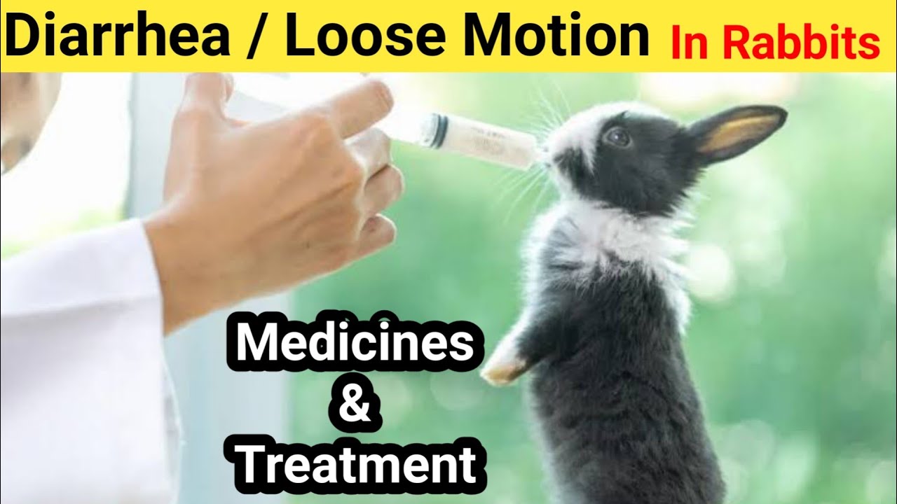 Rabbit को Diarrhea/Loose motion होने पर कौनसी दवाई दे ll Rabbit Diarrhea/ Loose motion Medicine