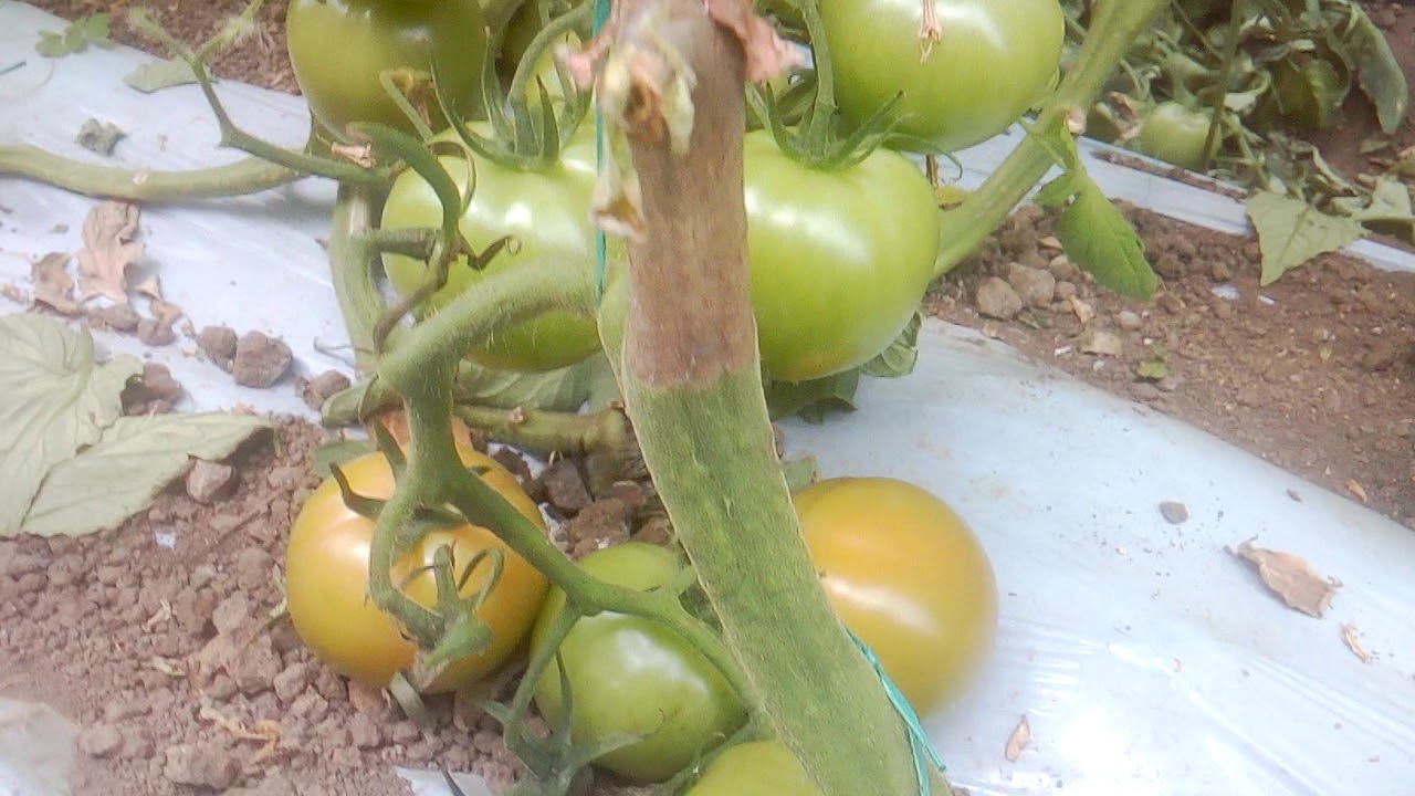 Botrytis en tomate