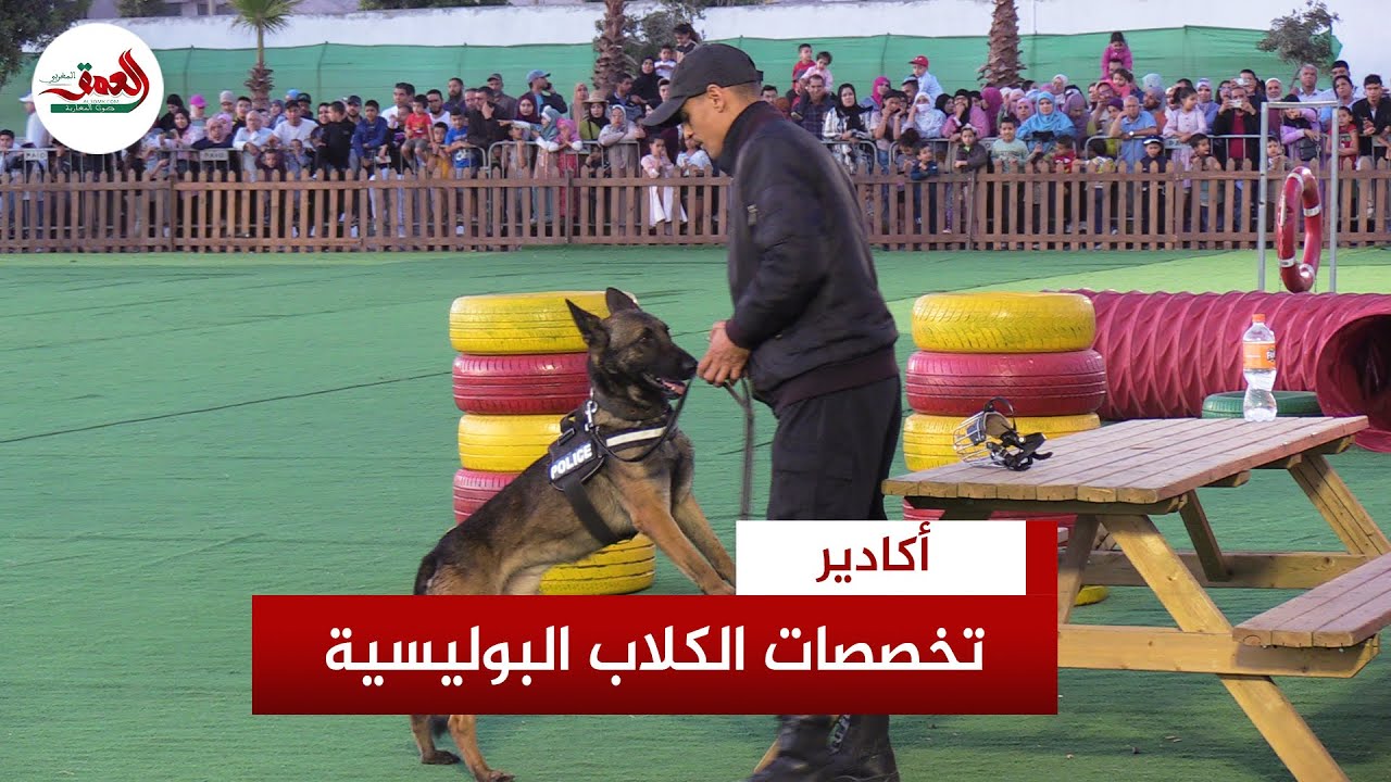 الشرطة السينوتقنية.. تعرف على أنواع الكلاب البوليسية ومجالات تدخلها