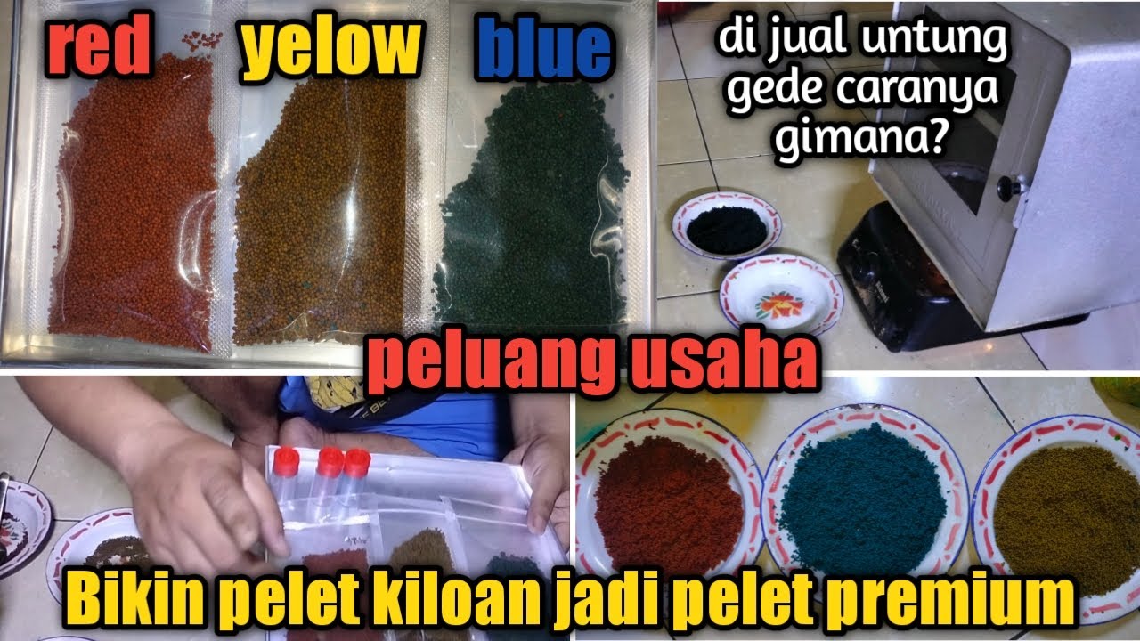 pakan ikan Channa tutorial bikin pelet premium blue red yelow bahan dari pelet kiloan pf1000
