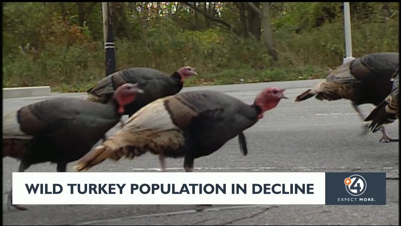 Wild turkey population on the decline