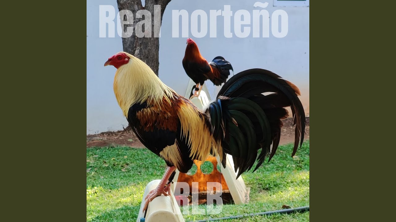 RLB
