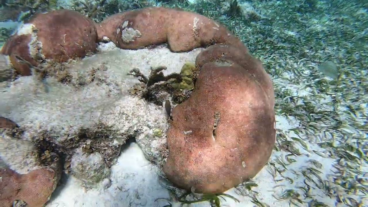Belize 1