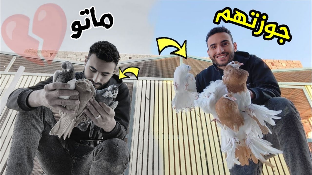 جوزت الحمام عملت قصوص جديده 😃و الزاجل مات (وحصلت ضحايا كتير)