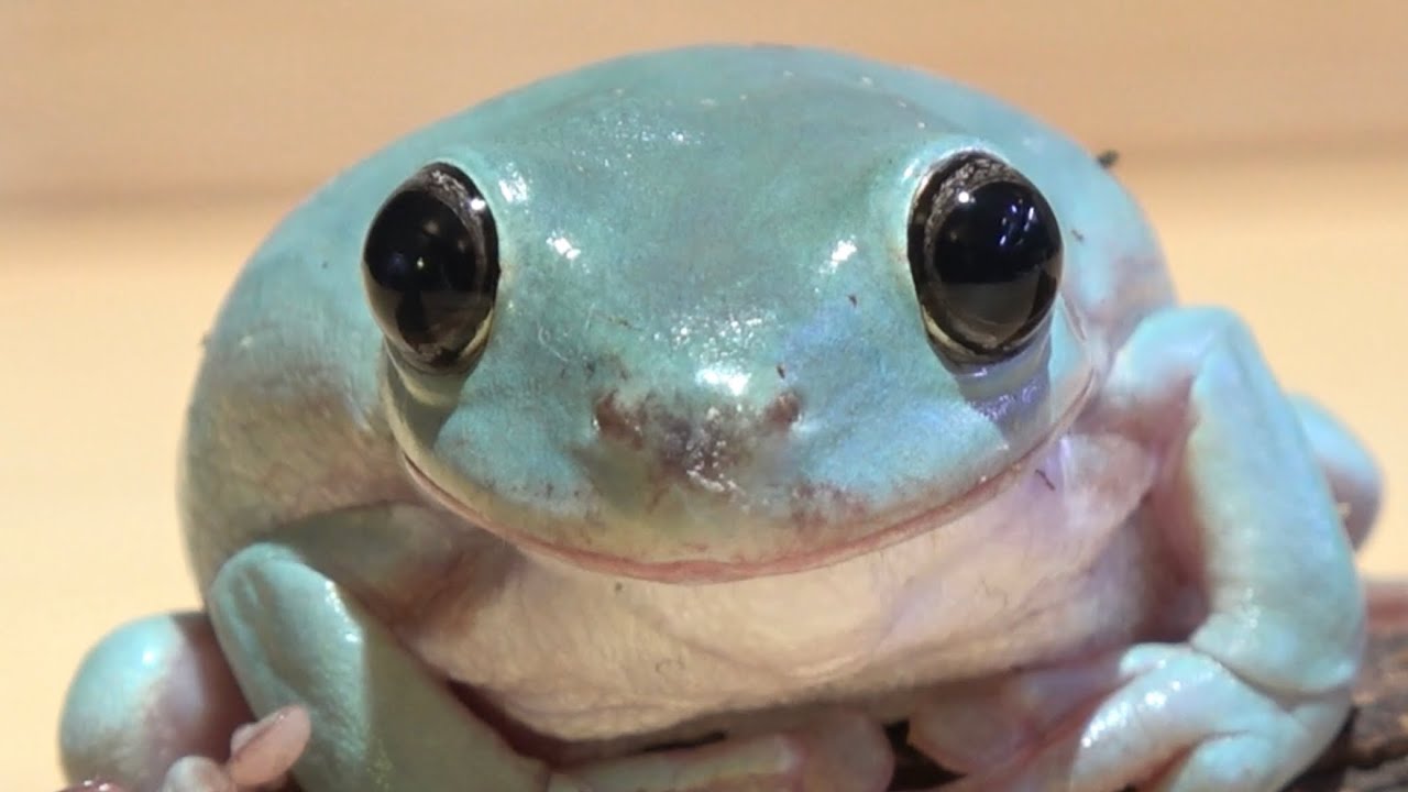 目ん玉バッキバキのカエルには名前をつけましょう