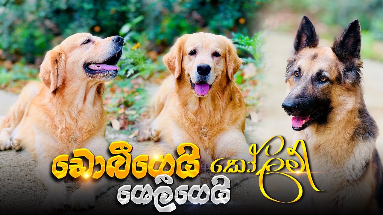 නම්බුකාර පවුලක මෝඩ පුතා 🤦‍♀ එක්ක වංශක්කාර අම්මා