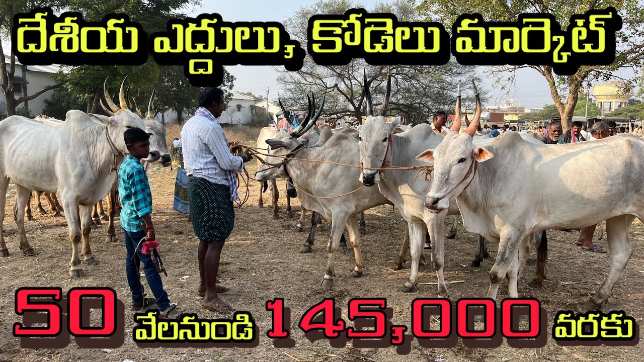 Bull and cow market punganuru 🔥🐄￼