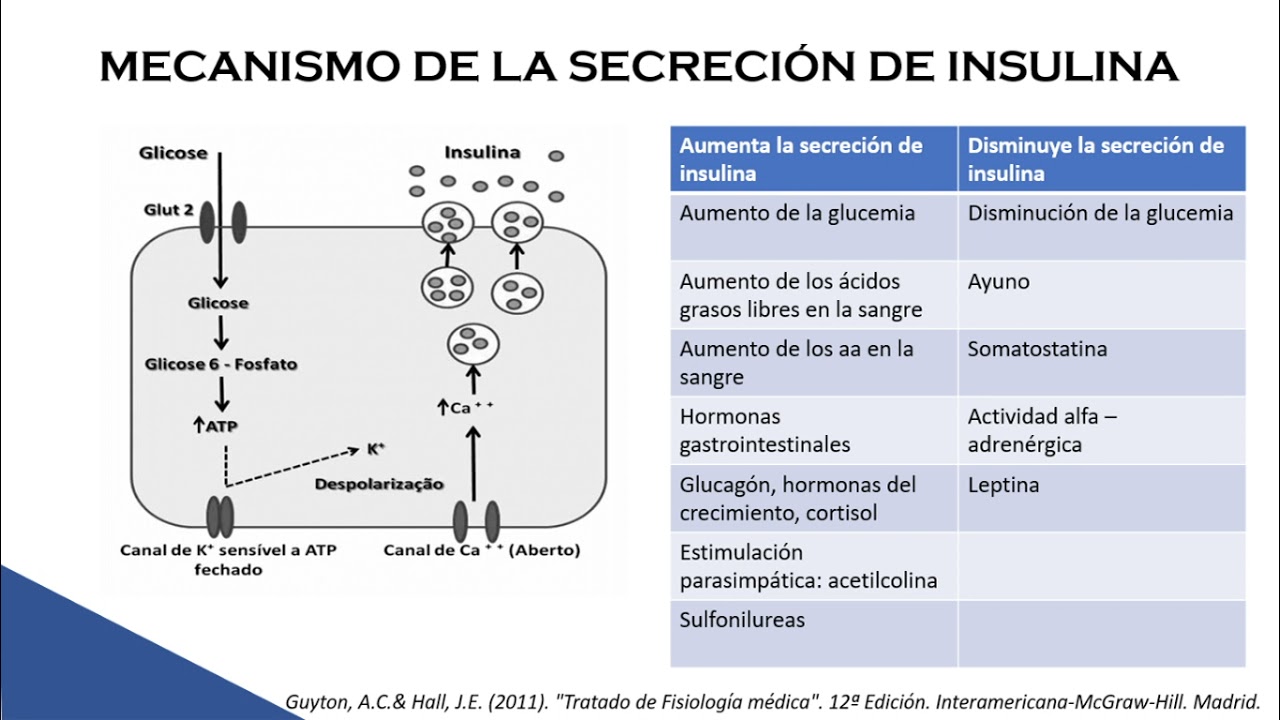REGULACIÓN ENDOCRINA DEL PÁNCREAS - SOCIEMDAC