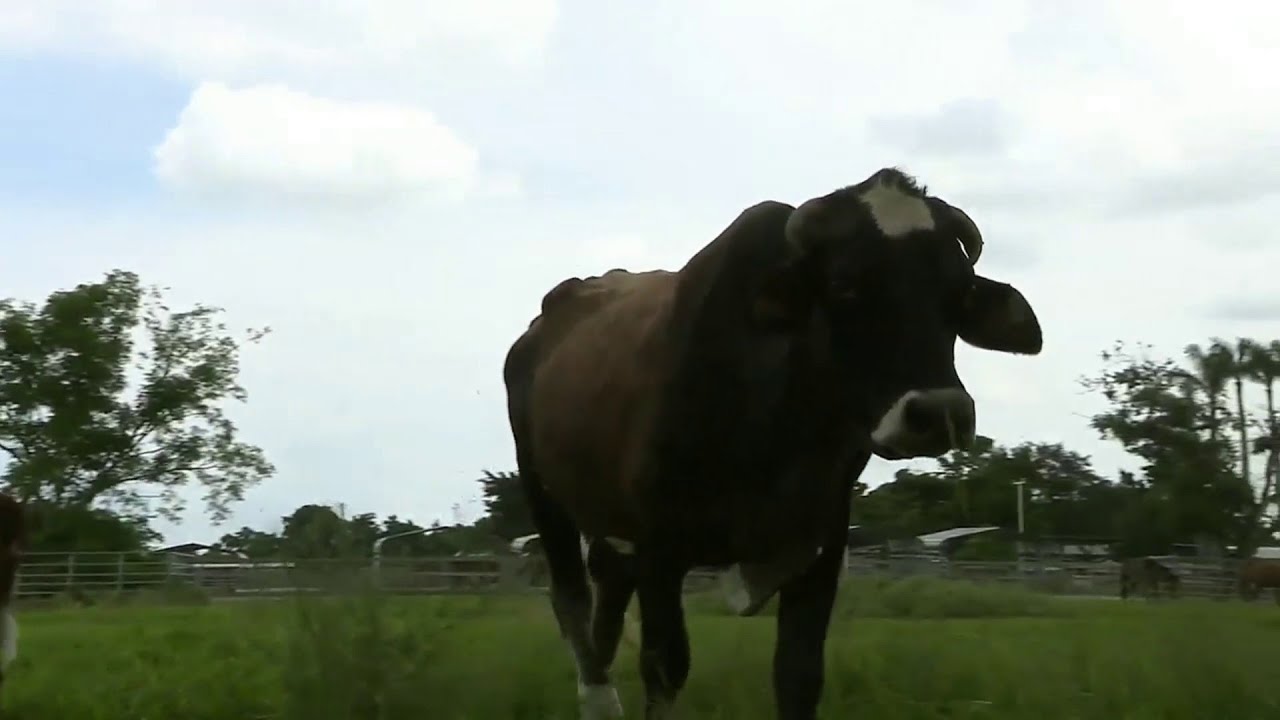27 neglected animals rescued over weekend in southwest Miami-Dade