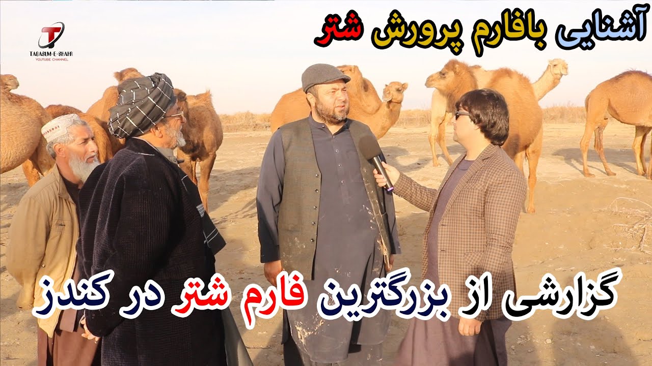 گزارشی از بزرگترین فارم شتر در کندز | آشنایی با فارم پرورش شتر| پرورش شتر در جزیره شیرخان بندر کندز