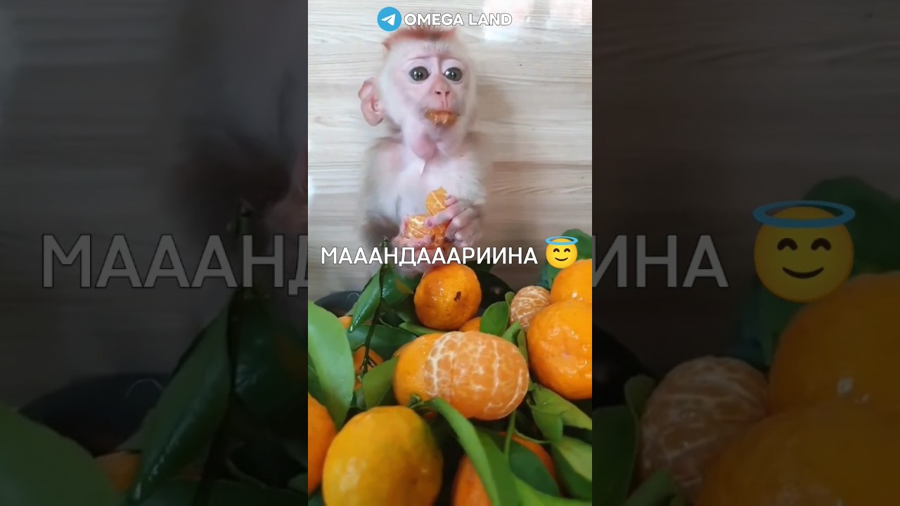 А вы что слышите?) 😏 #подпишись #rek #а4 #майнкрафт #ещкере #браток #LsOmega #monkey #tiktok